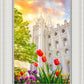 Salt Lake Spring Tulips