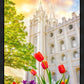 Salt Lake Spring Tulips