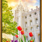 Salt Lake Spring Tulips