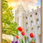 Salt Lake Spring Tulips