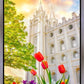 Salt Lake Spring Tulips