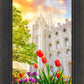 Salt Lake Spring Tulips