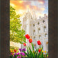 Salt Lake Spring Tulips