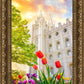 Salt Lake Spring Tulips