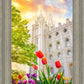 Salt Lake Spring Tulips