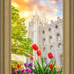 Salt Lake Spring Tulips