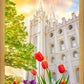 Salt Lake Spring Tulips