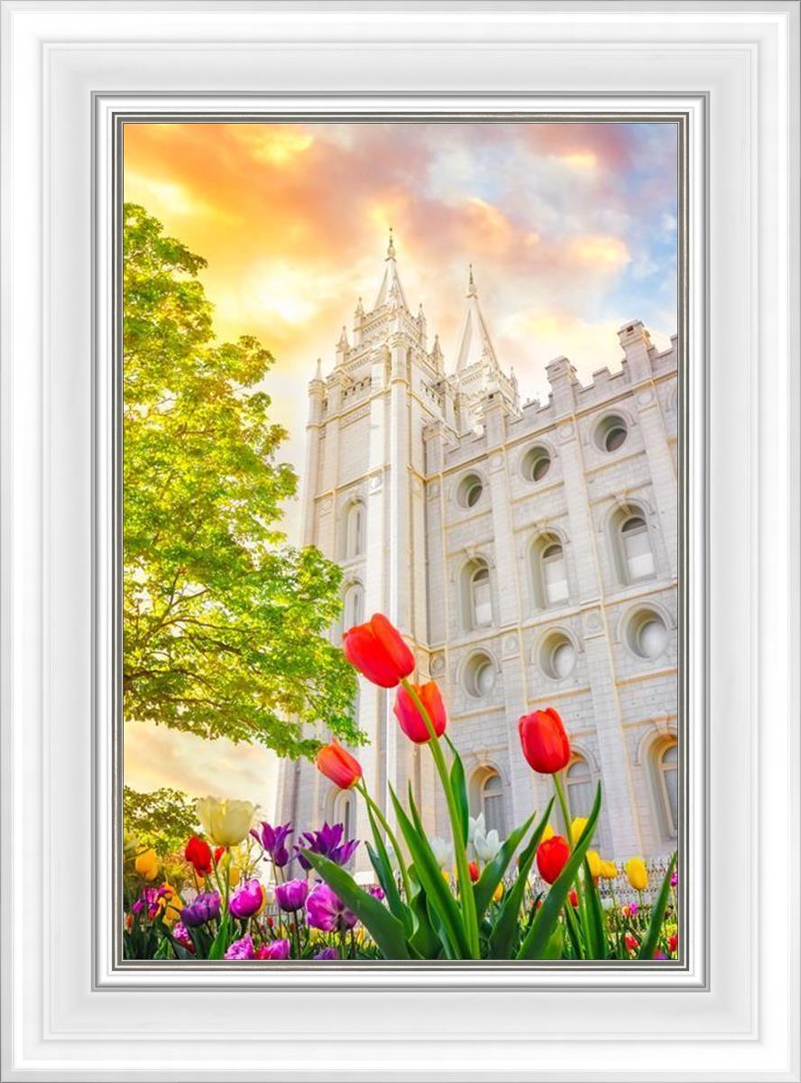 Salt Lake Spring Tulips