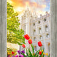 Salt Lake Spring Tulips