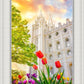 Salt Lake Spring Tulips