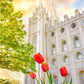 Salt Lake Spring Tulips