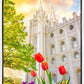 Salt Lake Spring Tulips
