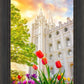 Salt Lake Spring Tulips