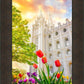 Salt Lake Spring Tulips