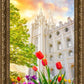 Salt Lake Spring Tulips