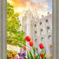 Salt Lake Spring Tulips