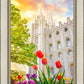 Salt Lake Spring Tulips