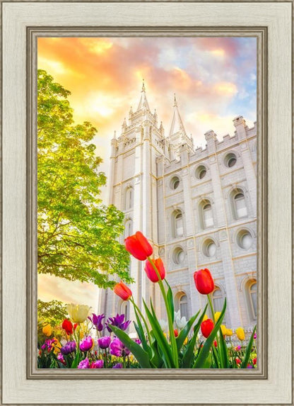 Salt Lake Spring Tulips