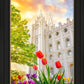 Salt Lake Spring Tulips