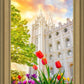 Salt Lake Spring Tulips