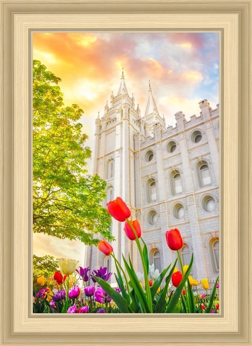Salt Lake Spring Tulips
