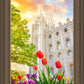 Salt Lake Spring Tulips