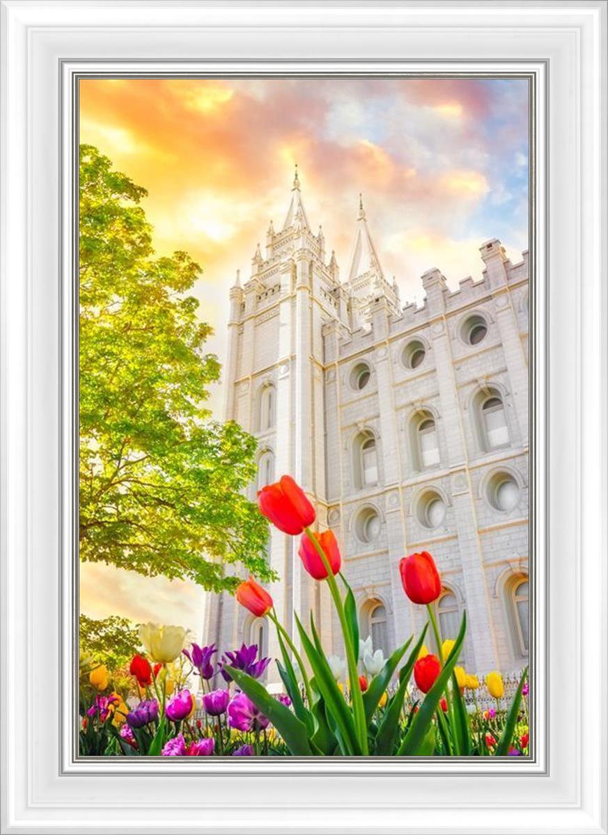 Salt Lake Spring Tulips