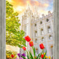 Salt Lake Spring Tulips