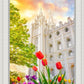 Salt Lake Spring Tulips