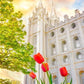 Salt Lake Spring Tulips
