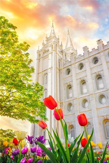 Salt Lake Spring Tulips