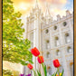 Salt Lake Spring Tulips