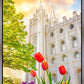 Salt Lake Spring Tulips
