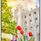 Salt Lake Spring Tulips