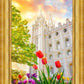 Salt Lake Spring Tulips