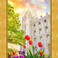 Salt Lake Spring Tulips