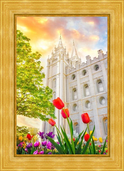 Salt Lake Spring Tulips