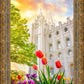 Salt Lake Spring Tulips