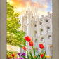 Salt Lake Spring Tulips
