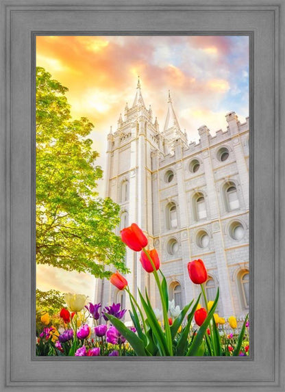 Salt Lake Spring Tulips