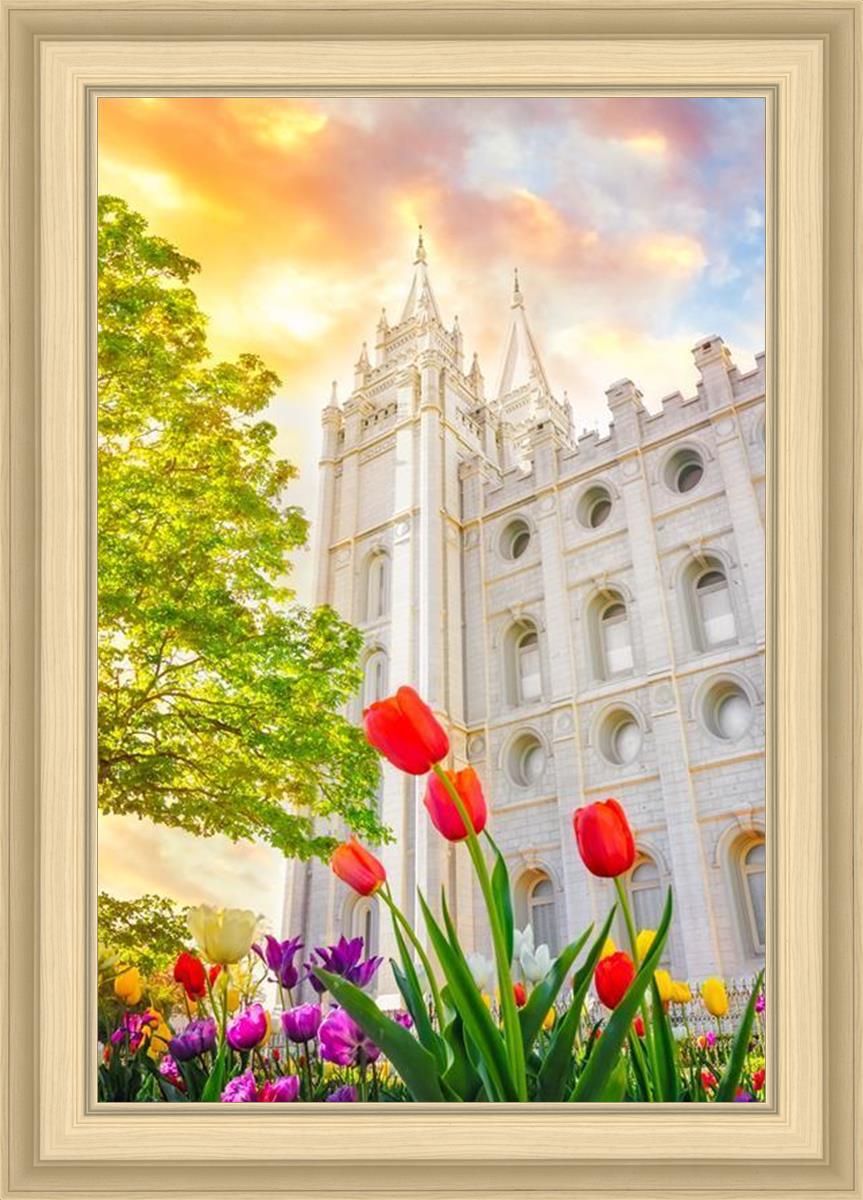 Salt Lake Spring Tulips