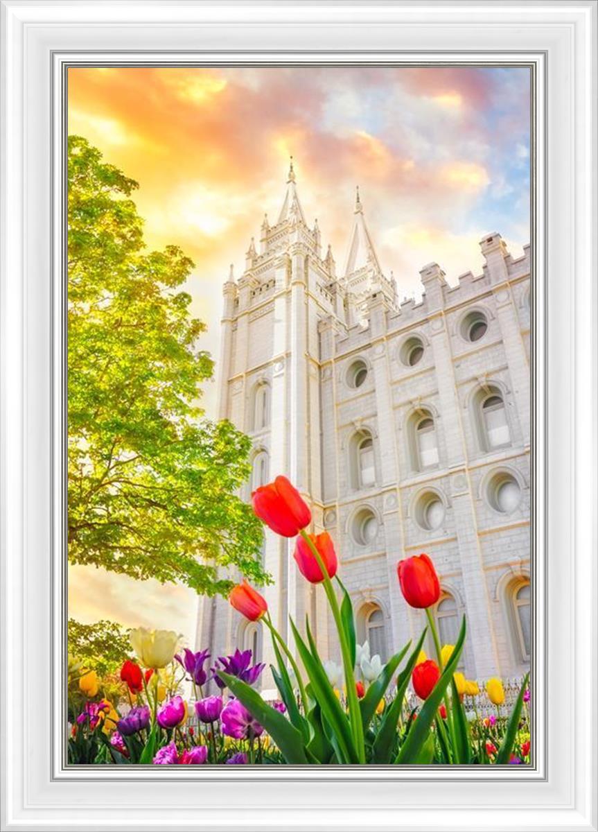 Salt Lake Spring Tulips