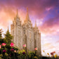 Salt Lake Tulips
