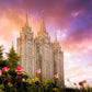 Salt Lake Tulips