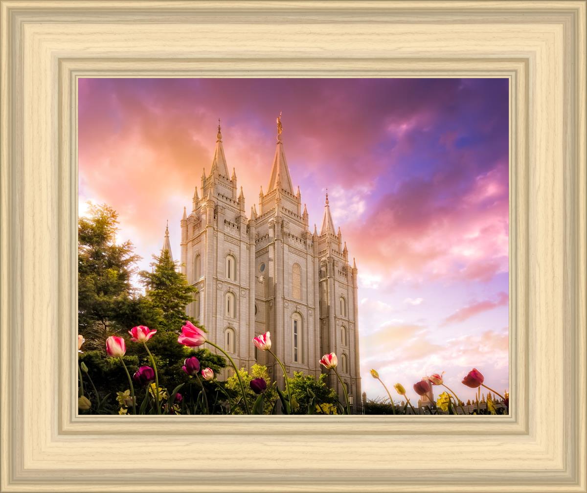 Salt Lake Tulips