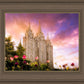 Salt Lake Tulips
