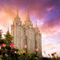 Salt Lake Tulips