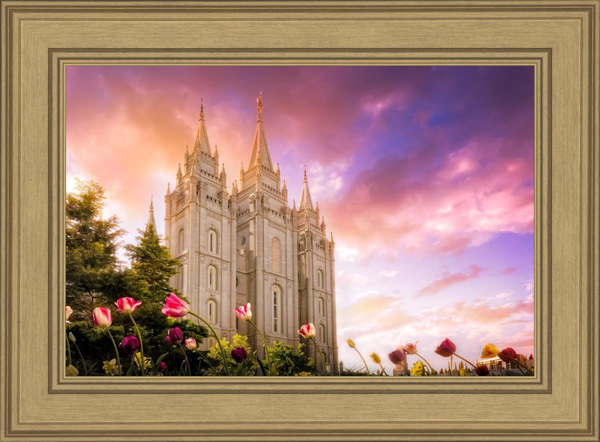 Salt Lake Tulips
