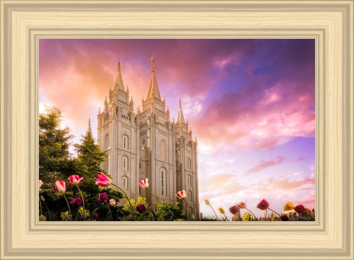 Salt Lake Tulips