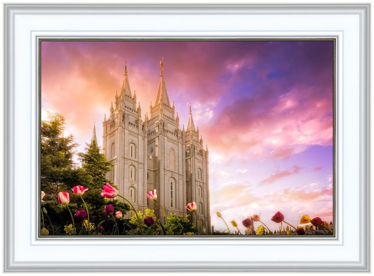 Salt Lake Tulips